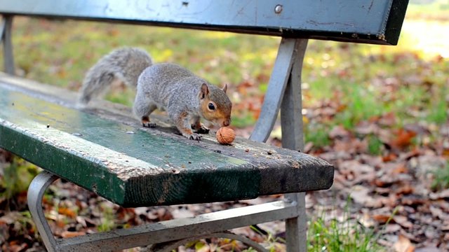 a squirrel catches a nut