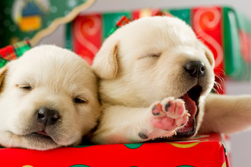 Christmas - cute labrador puppies for Christmas gift
