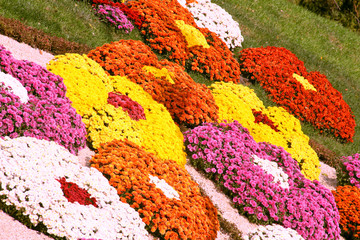 chrysanthemums