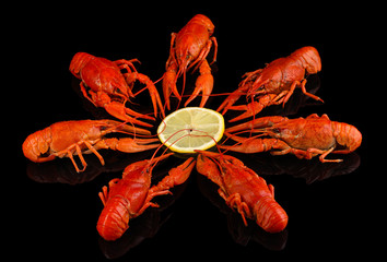 Tasty boiled crayfishes isolated on black