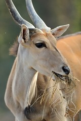 antilope