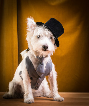 Dog With Top Hat, Suit Vest, Tie