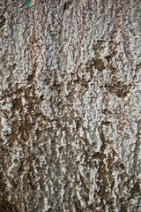 Old grungy plaster