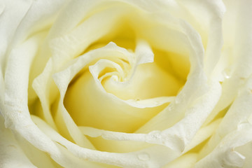 Panele Szklane  Beżowa róża z bliska