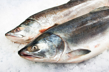 Atlantic Salmon