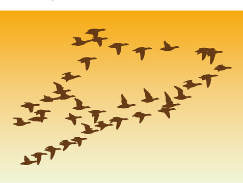 Zugv&ouml;gel