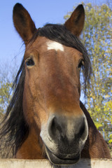 Obraz premium Pferdeportrait