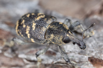 Snout beetle (Hylobius abietis) macro photo