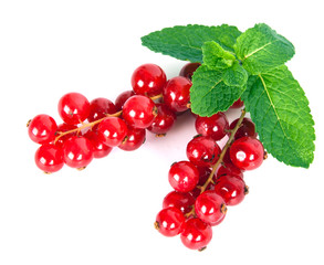 Red Currant