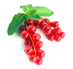 Red Currant