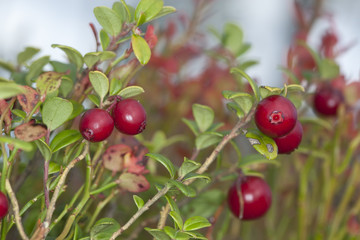 Cowberries or lingonberries, vibrant photo