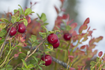 Cowberries or lingonberries, vibrant photo