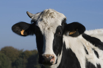 Jeune vache à une corne