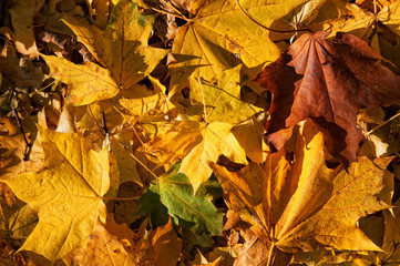 Macro of autumn leaves wallpaper