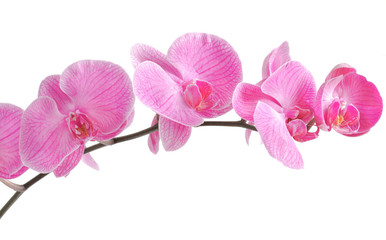 Fototapeta na wymiar piękny odcień fioletowy orchidea na białym tle