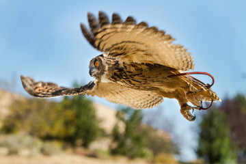Bird in flight on the hunt
