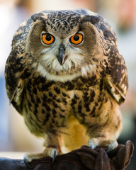Eyes wide open facing the camera