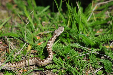 viper ammodytes
