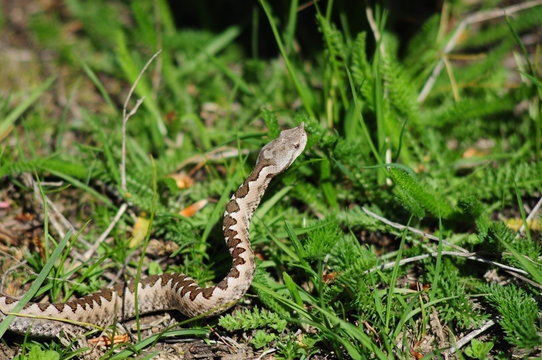 viper ammodytes