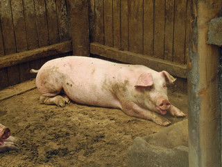 Schwein