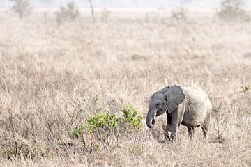Obraz na płótnie Canvas Dziki słoń