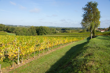 Fototapeta na wymiar Winnice w jesieni