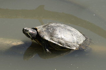 Petite tortue au soleil