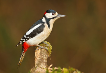 Greater spotted woodpecker on mossy branch