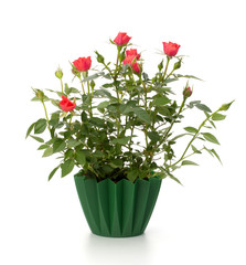 Beautiful rose in flowerpot