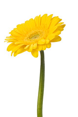 Naklejka premium Beautiful daisy gerbera