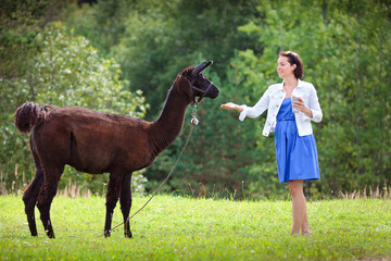 Young attractive woman feeding a brown alpaca