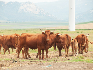 herd of red spanish cows. Andalusia, Spain