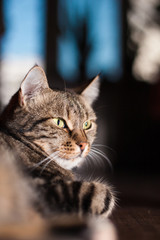 beautiful European cat on a floor