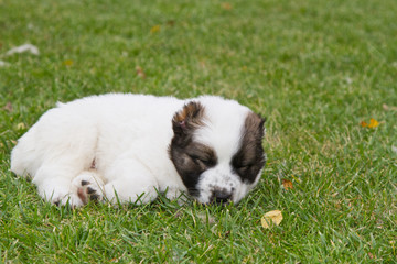 puppy of the Central Asian sheep-dog