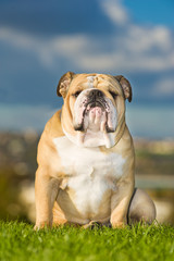 Fototapeta premium Beautiful dog english bulldog outdoors
