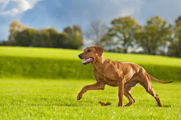 Beautiful dog rhodesian ridgeback