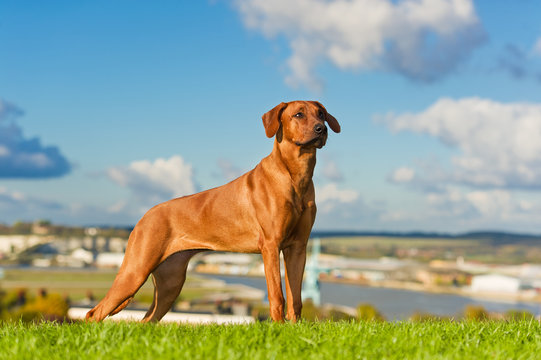 Beautiful dog rhodesian ridgeback
