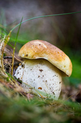 Boletus in the forest