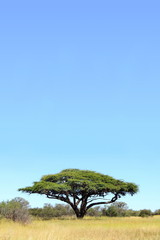 Single acacia in African grassland