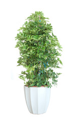 Plant bonsai