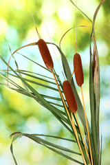 reeds on green background © Africa Studio
