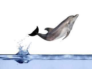 geïsoleerde dolfijn die boven water springt
