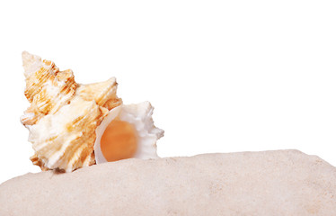 Obraz na płótnie Canvas shellfish in sand isolated on white
