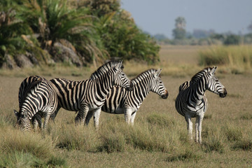 Fototapeta na wymiar Steppenzebras im Delta Okavango, Botswana