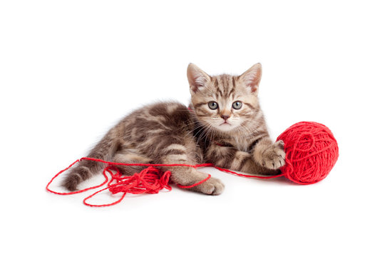 tabby kitten playing red clew