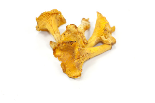 girolles