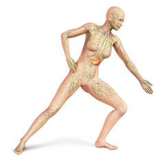 Female naked body, with full Lymphatic system superimposed. Anat