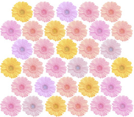 colorful beautiful background of gerbera flowers