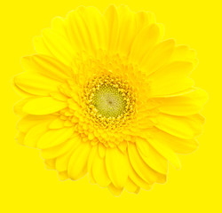 beautiful yellow gerbera flower