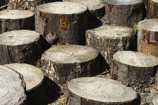 Billots de bois
